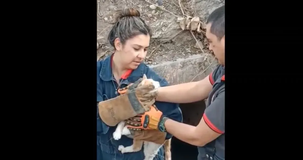 VIDEO: Bomberos salvaron un gato de morir ahogado 