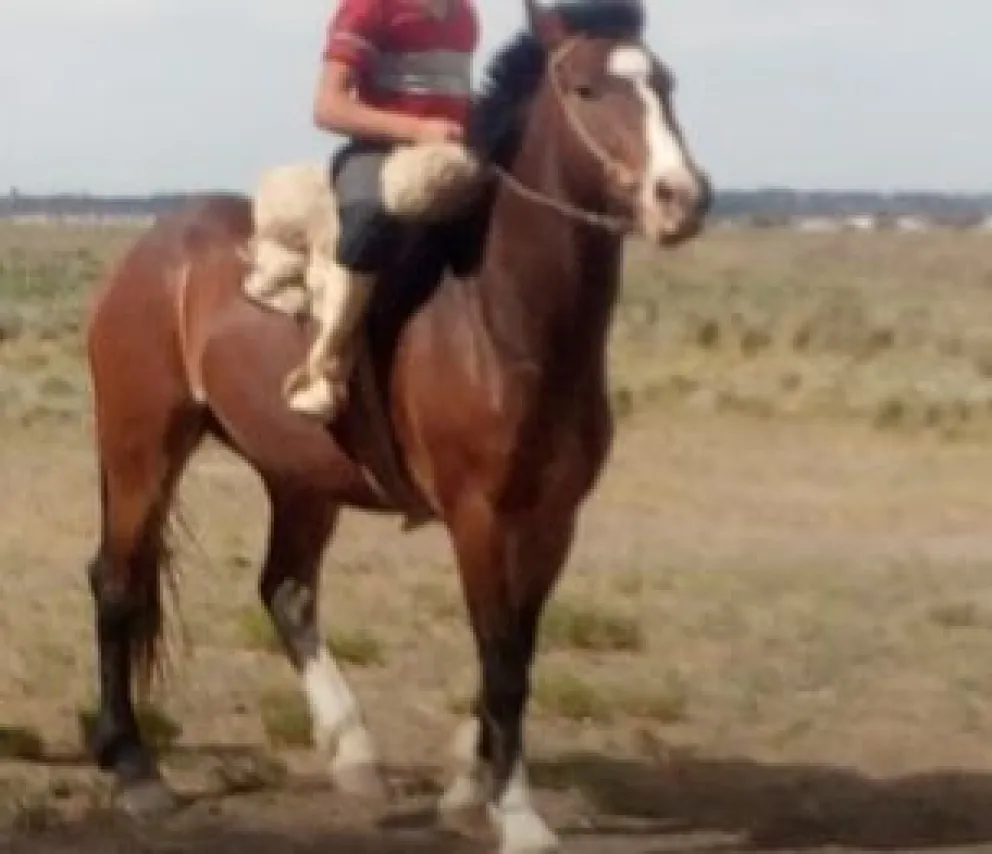 Robaron un caballo utilizado para equinoterapia: “La tristeza de los niños que ya no lo van a ver más”
