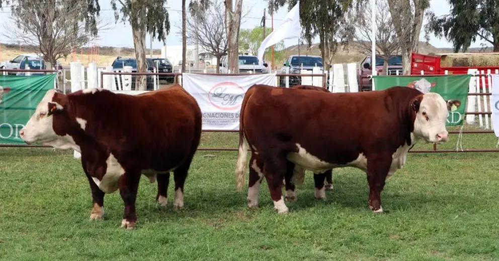 Lanzan créditos para productores que compren animales en las Expo Rurales rionegrinas