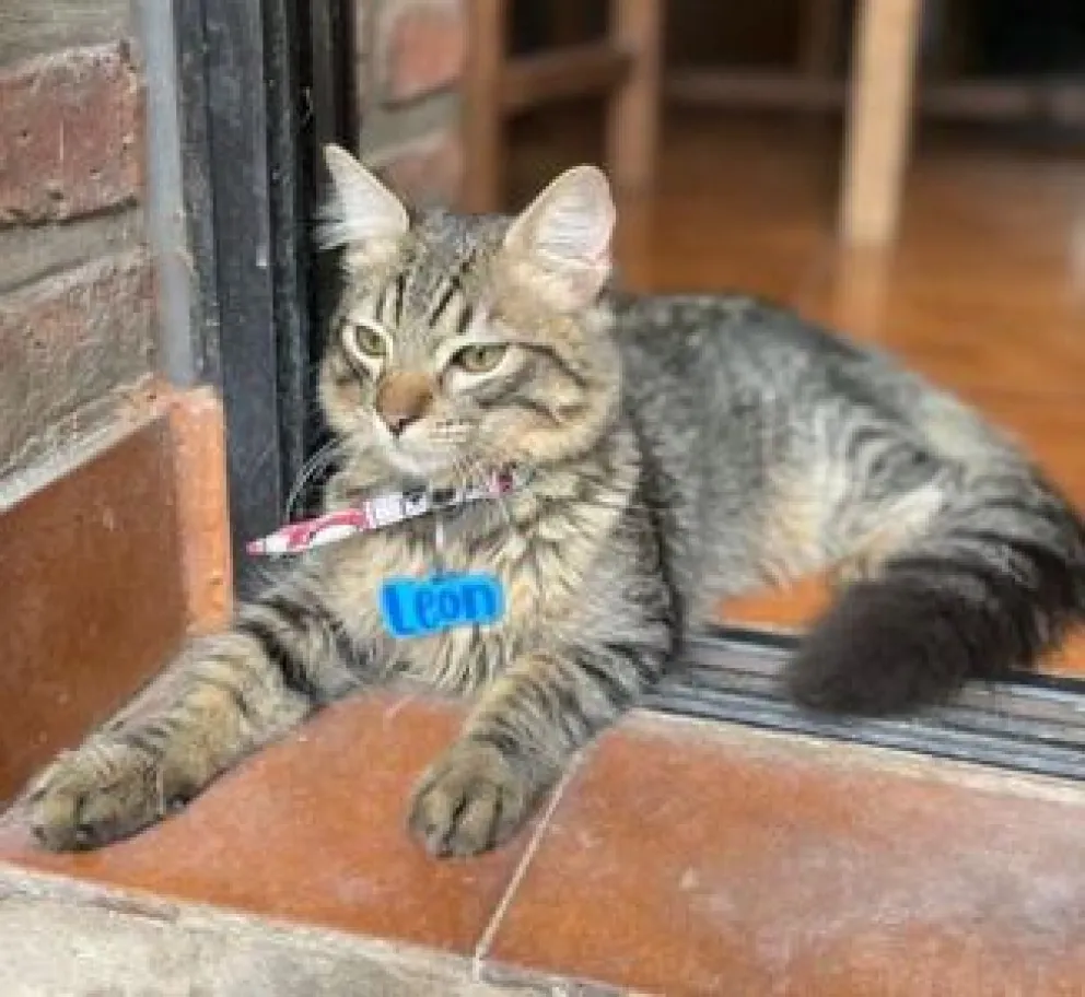 Llamado a la solidaridad: ayudemos a encontrar a este gatito