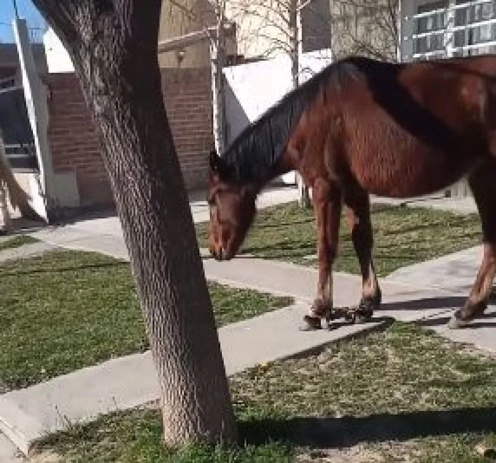 Maltrato animal: le ponen cadenas en las patas a los caballos para reducir su movilidad