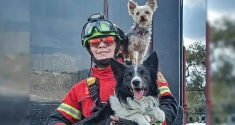 Condena ejemplar: 10 años de prisión para un hombre que envenenó a dos perros