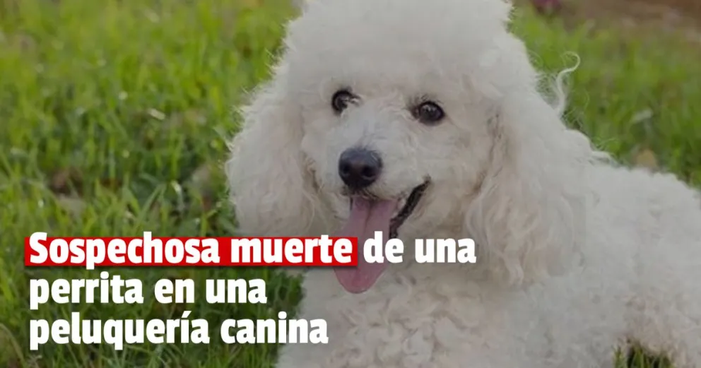 Una familia sanjuanina denuncia que mataron a su perrita en una peluquería canina