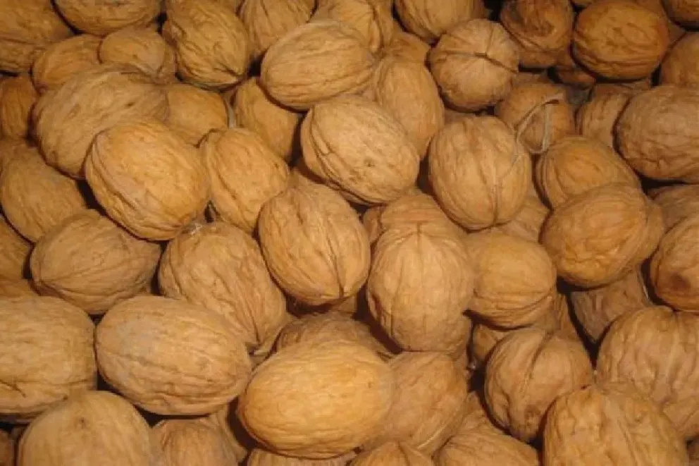 Agregan valor a la producción de frutos secos y son catalogados entre los mejores de Río Negro