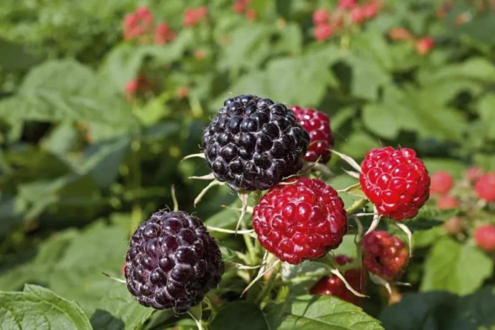 Quieren flexibilizar los convenios laborales para algunas producciones agropecuarias de Río Negro