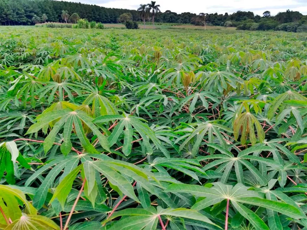 Afectado por la sequía, Misiones pide importar más fécula de mandioca