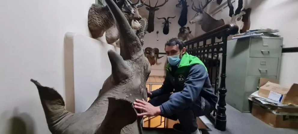 De no creer: encontraron animales exóticos embalsamados en Felfort