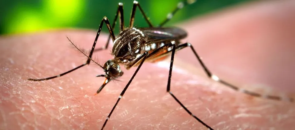 Recomendaciones para evitar la propagación de Dengue en el Alto Valle 