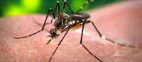 Alerta por los casos de dengue: más de 8.000 casos y circulación en 13 provincias