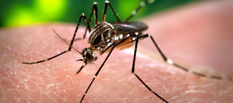 Alerta por los casos de dengue: más de 8.000 casos y circulación en 13 provincias
