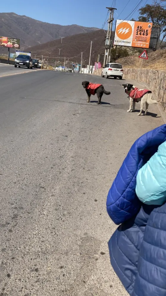 Intentar llegar al Cerro San Bernardo es poner en riesgo tu vida: "Es un peligro para nosotros y los perros"
