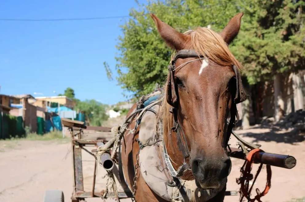 Buscan reemplazar la tracción a sangre por motos para proteger a los caballos