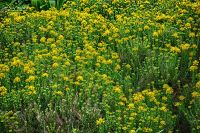 La ruda es una planta que crece hasta 80 cm de hojas verdes y poco vistosas. 