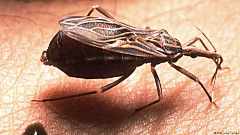 Río Negro intensificará la campaña contra el mal de Chagas