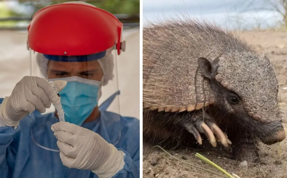 Detectan que peludos pampeanos son hospederos de una variante del COVID 19