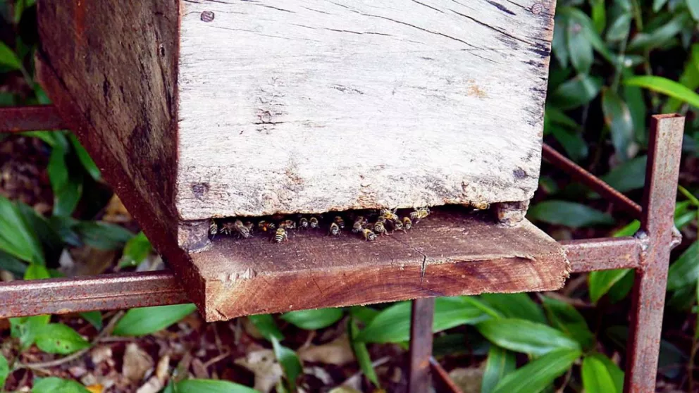 Padre e hijo producen miel pura de abejas y apuntan a la demanda creciente del mercado