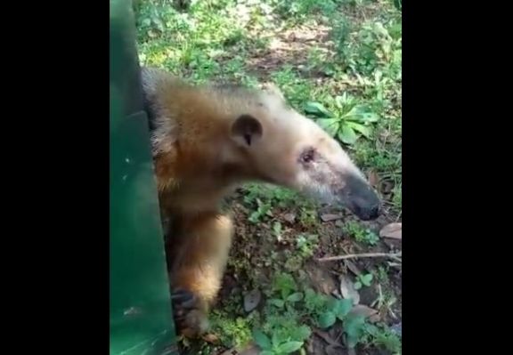 Tras su recuperación, liberan al oso melero que había sido atropellado en Santa Ana