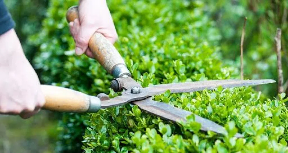 Está abierta la inscripción al curso “Mantenimiento de parques y jardines”