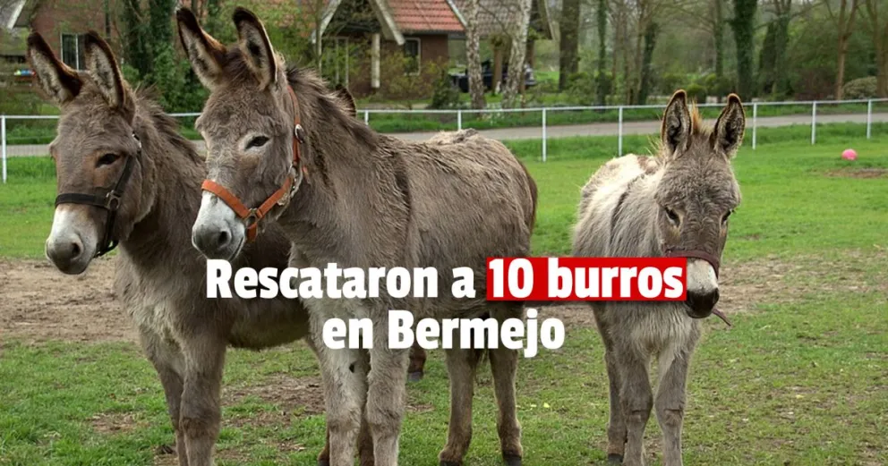 Policía rural tuvo que rescatar 10 burros que iban a ser faenados clandestinamente