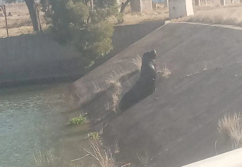 Un lobo marino sorprendió a pescadores en los canales de la colonia agrícola del valle inferior
