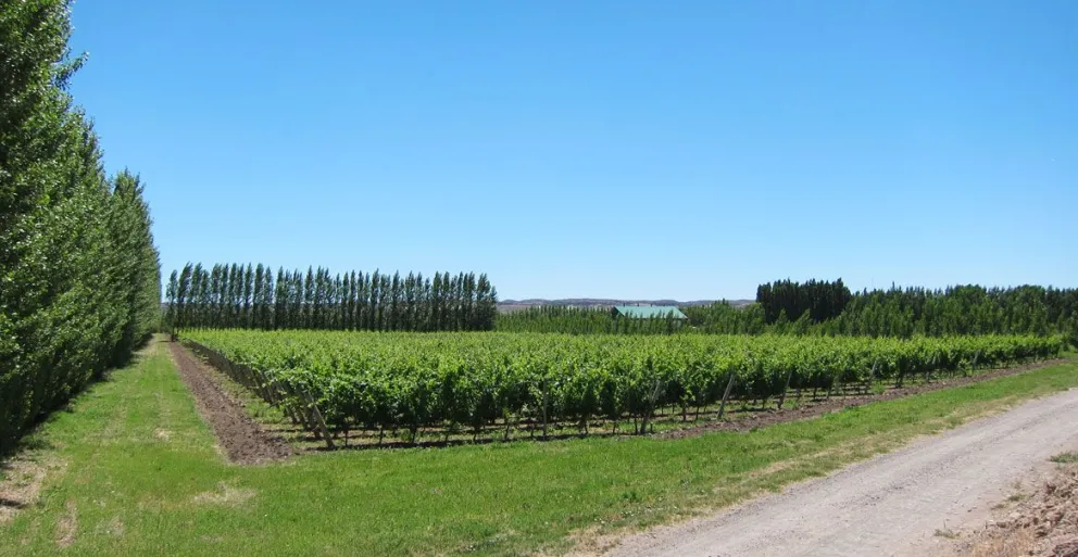 Mainqué, en camino para ser la capital provincial del Pinot Noir