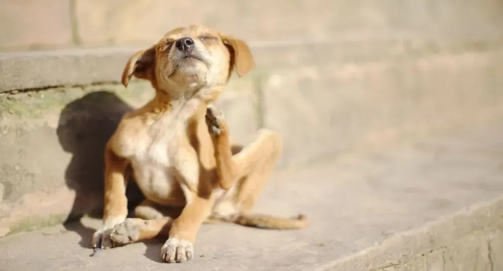 Prestá atención si tu perro se rasca mucho: podría sufrir de alergia estacional 