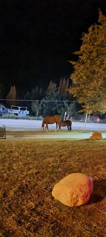 Vecinos del Barrio La Colina buscan al dueño de caballos sueltos cerca de la ruta