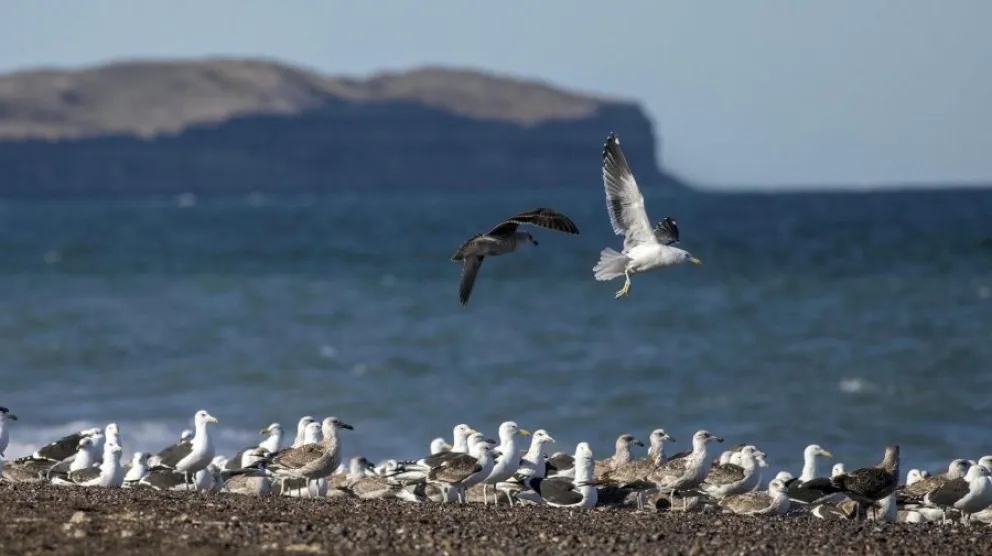 Turismo Río Negro: se espera una temporada de primavera “épica” en toda la provincia 