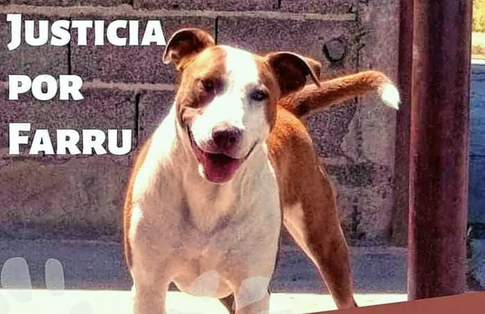 Piden la destitución de una funcionaria que ordenó la eutanasia de un perro que tenía familia