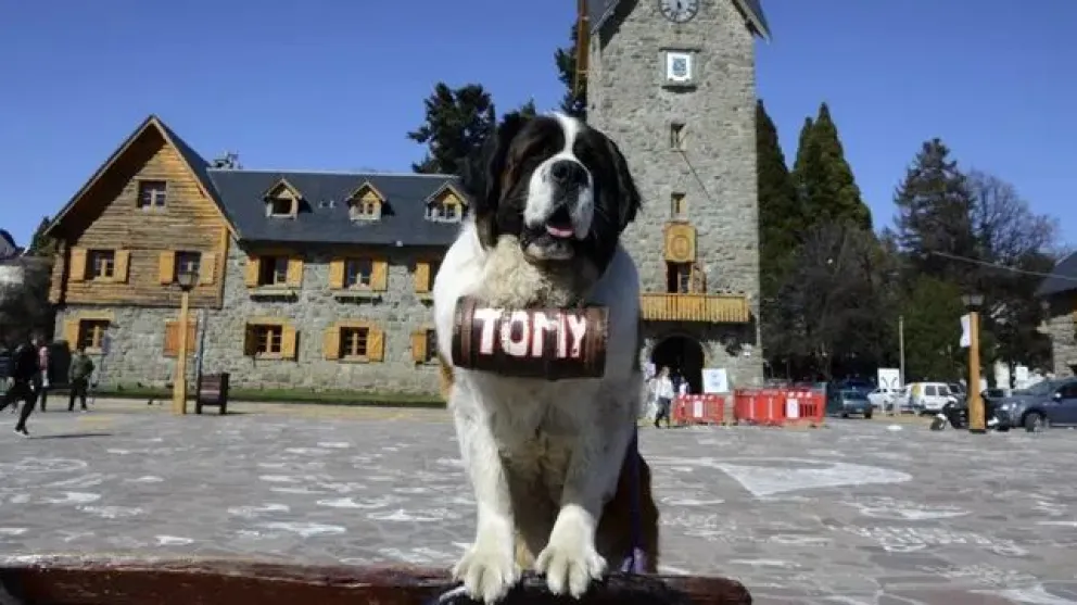 “Esclavizan al animal”: un turista visitó Bariloche y criticó la clásica foto con el perro San Bernardo