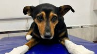 Terror por el mutilador de perros: les arranca las uñas a los animales y los abandona en un canal
