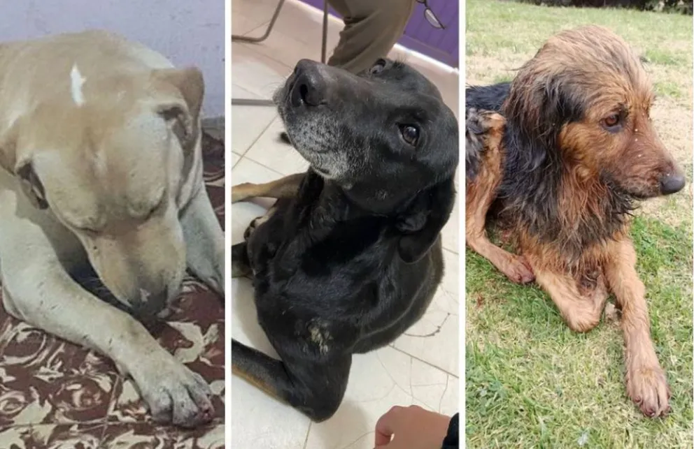 Terror en Mendoza por un mutilador de perros: les saca sus uñas y luego los tira en un canal