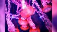 ¿Vivirías para siempre? Científicos analizaron el ADN de la "medusa inmortal" y descubrieron el secreto de su vida eterna