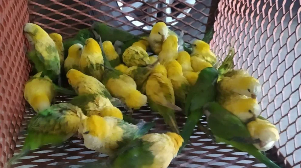Horror: desteñían loros con agua oxigenada para venderlos como aves exóticas