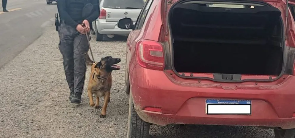 “Máximo” lo hizo de nuevo: el perro policía detectó cocaína y marihuana en un vehículo