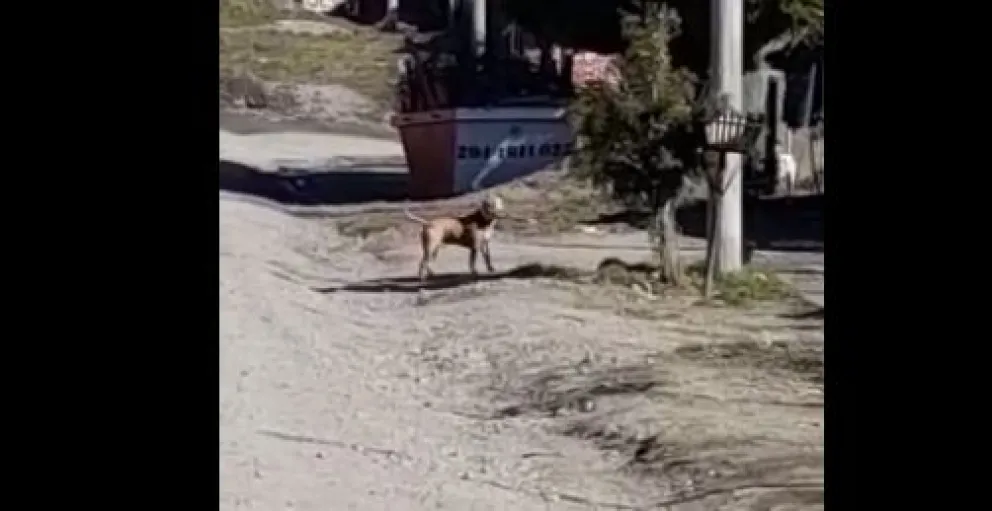Video: Un cartero no pudo terminar su recorrido por la presencia de un pitbull suelto en la calle