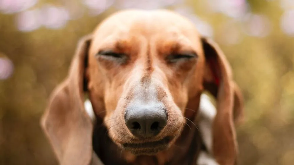 Diez cosas que odian los perros de los humanos y que deberías saber