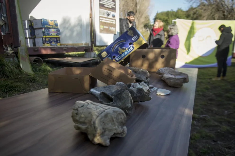 De cajas escondidas a patrimonio científico: cómo fue el rescate de miles de materiales fósiles