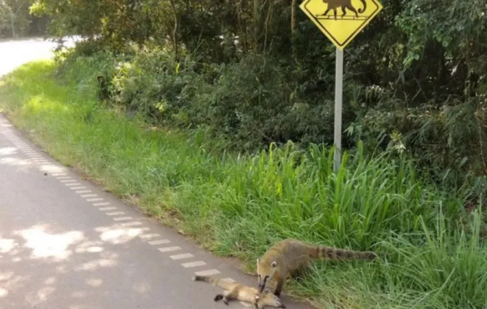 Controles de velocidad para proteger la fauna