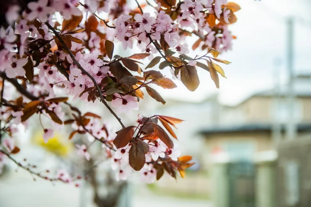 Impulsan el plan "Arbolando Rada Tilly"
