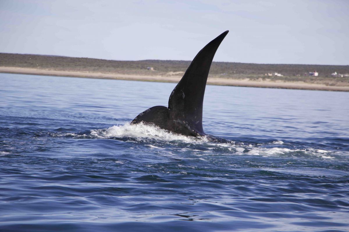 Las Grutas celebró Semana Santa a pleno y prepara la temporada de avistaje de fauna marina