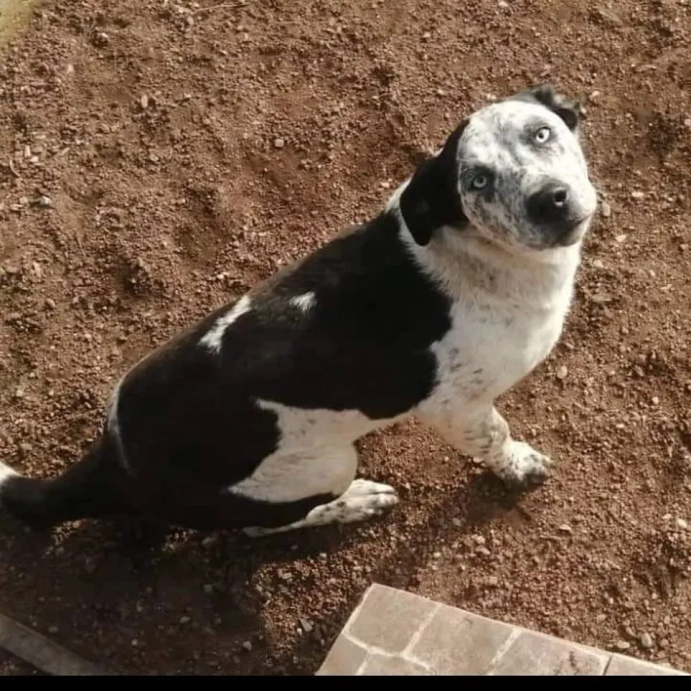  Segunda Feria de "Perritos Bariloche", grupo que rescata canes de la calle