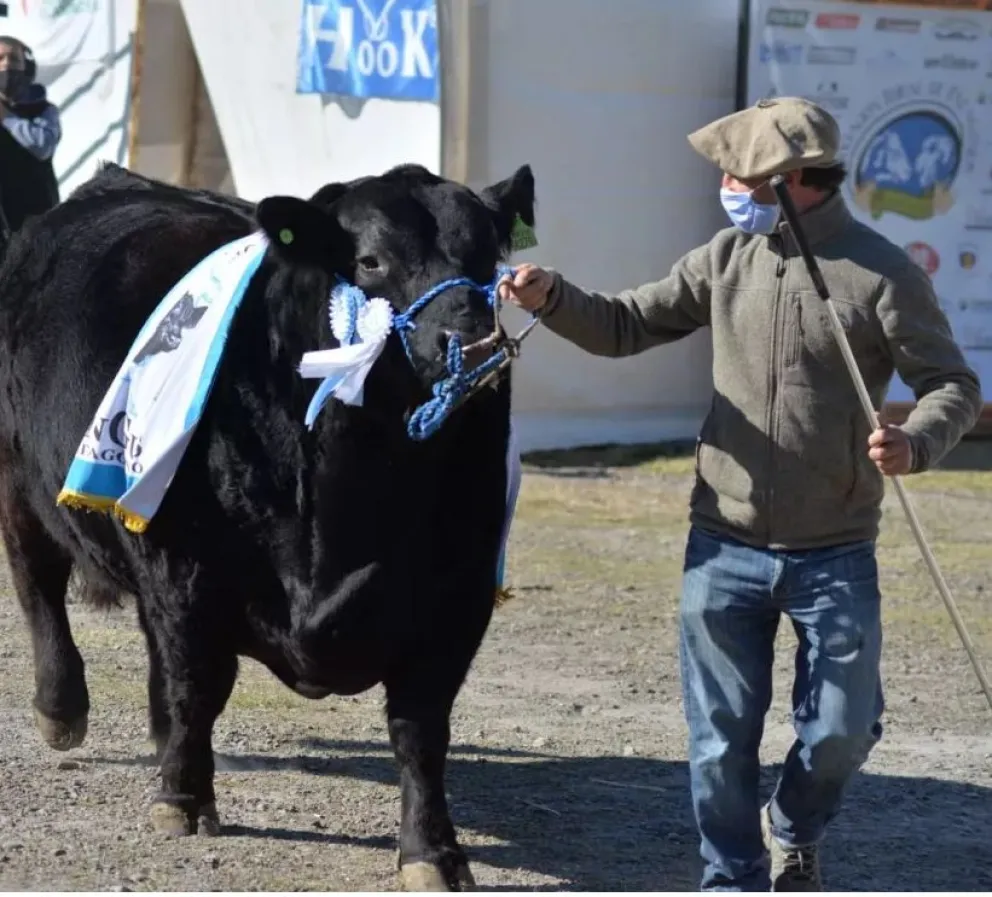 Salen los toros y las vacas a la cancha con la 26° Expo de la Comarca Viedma-Patagones