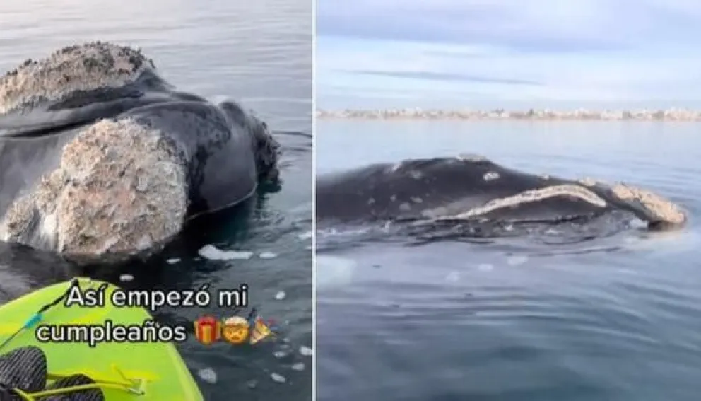 Mirá el impactante video de dos kayakistas remando con ballenas en Puerto Madryn