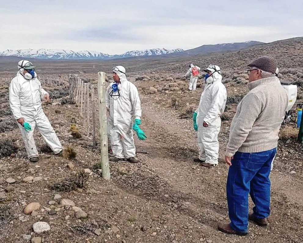 Hay zonas afectadas en Chubut ante la aparición de tucura por condiciones climáticas