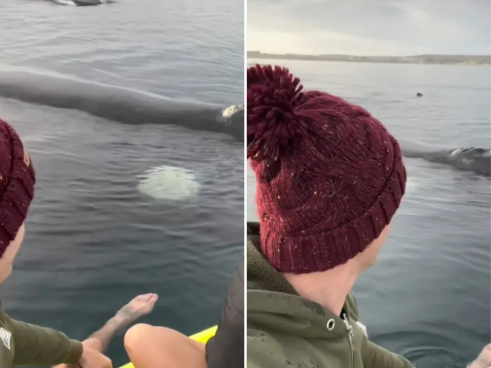 Publicaron un video en TikTok remando sobre las ballenas y les iniciaron un sumario