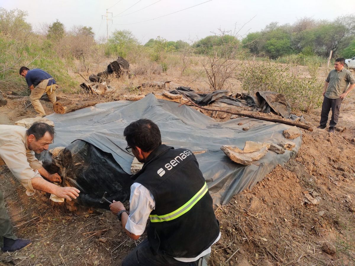  Tareas para el control del vampiro transmisor de la rabia paresiante en Formosa
