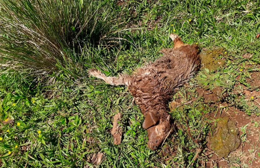 Jauría de perros mata hasta doce ovejas al día 
