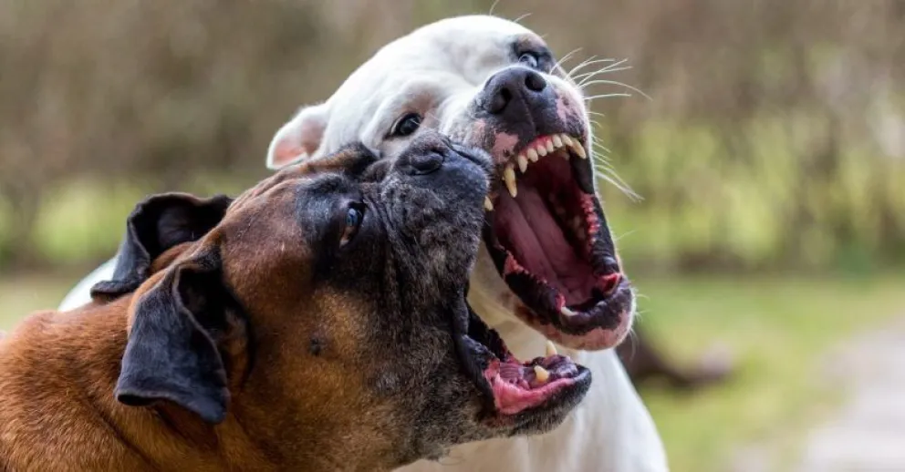 La mordedura de perros, un problema vigente que se vuelca en números