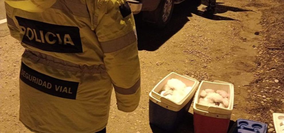 Iba para Chubut con 30 truchas en conservadoras sin habilitación